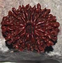 12 mukhi -25.5x21.5x15